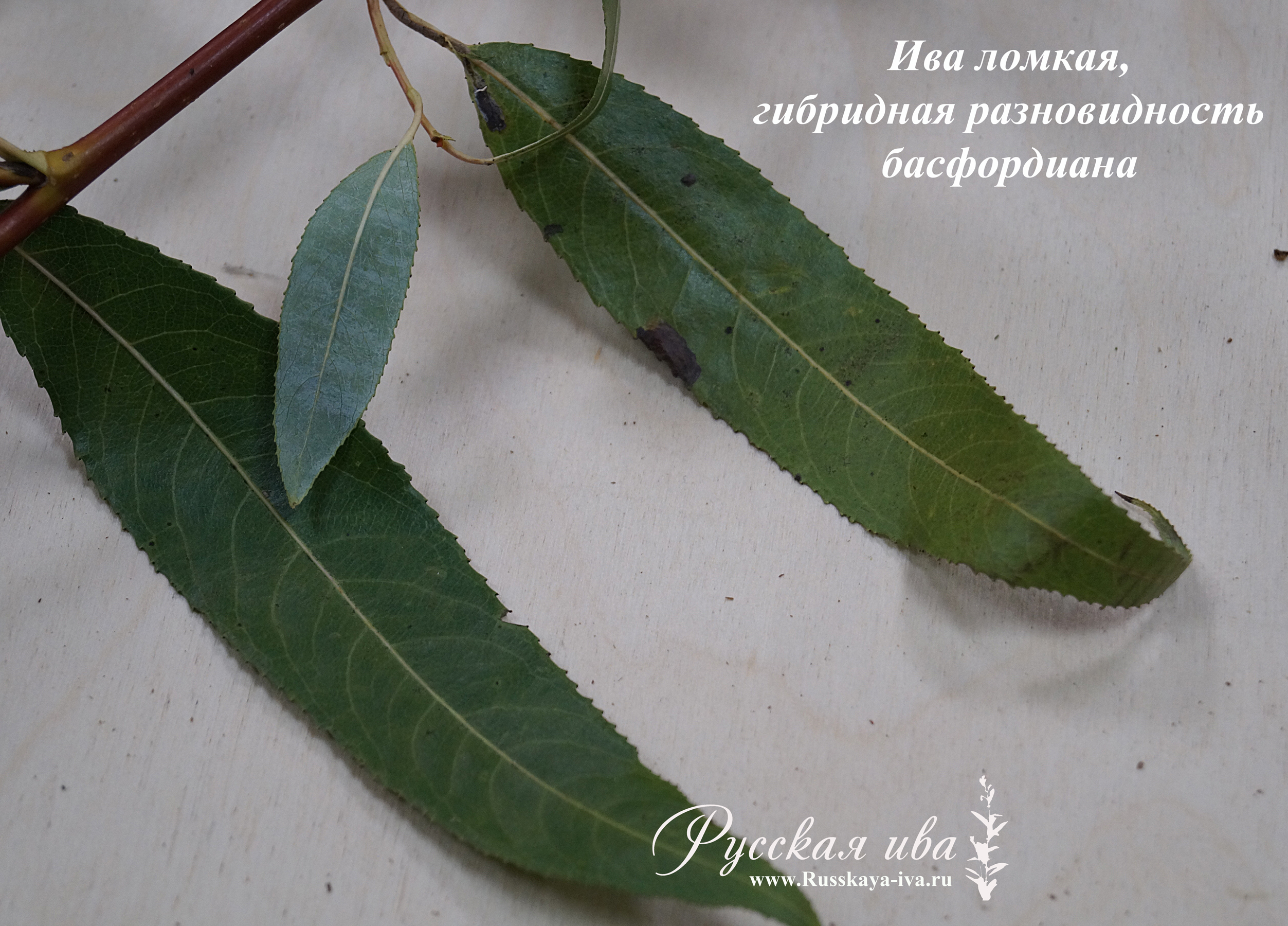 Ива ломкая Басфордиана